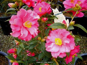Camellia 'Coral Beauty'